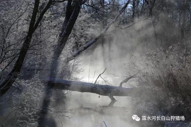 全民烧脑3去广告版